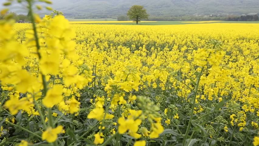 Rapeseed field in rural Switzerland in the morning hours.