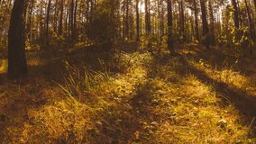 Amazing Bright Sun Shining In Coniferous Forest. Sunlight Sunrays Sunbeams Shine Through Trees In Autumn Forest Landscape. Fall Coming. Season Change Concept. Woodland Time Lapse, Time-lapse. Slider. - Powered by Shutterstock - Get 15% off with code: PIKWIZARD15
