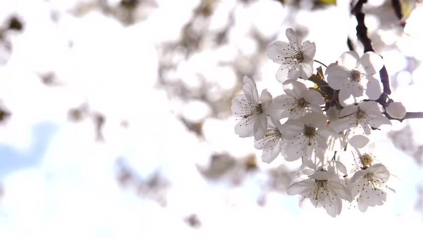 Close up of cherry blossoms in spring,  branch of cherry tree with white blossoms, spring concept, Kent, England.UK Royalty-Free Stock Footage #3864572