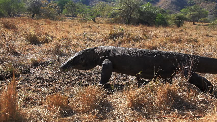 Komodo Dragon goes in the direction of the wood. Rinca island, Indonesia. Canon 5D Mk II.