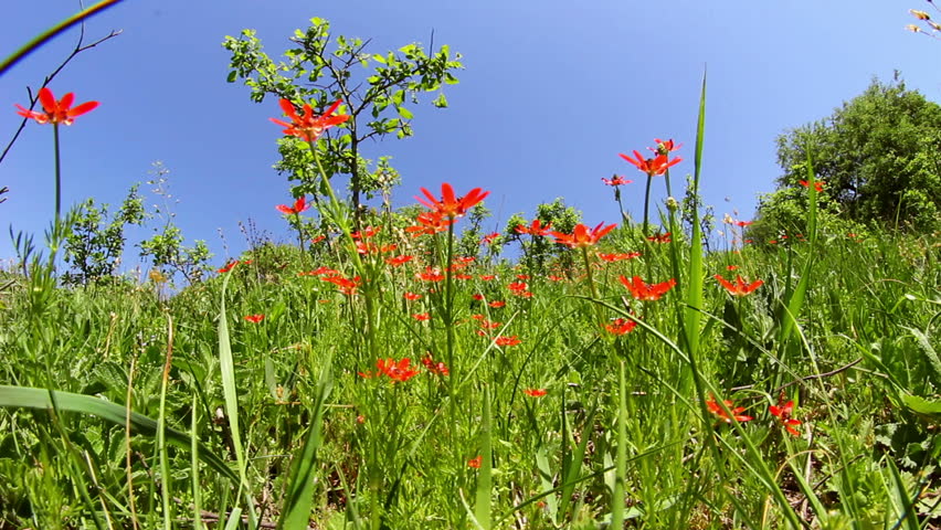 Field of red flowers blowing in the breeze ...