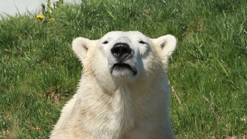 Polar Bear 2. A polar bear sniffing the air at the Toronto Zoo.