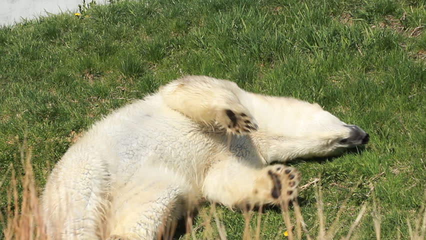 Polar Bear 4. A polar bear scratching its back on the grass at the Toronto Zoo.