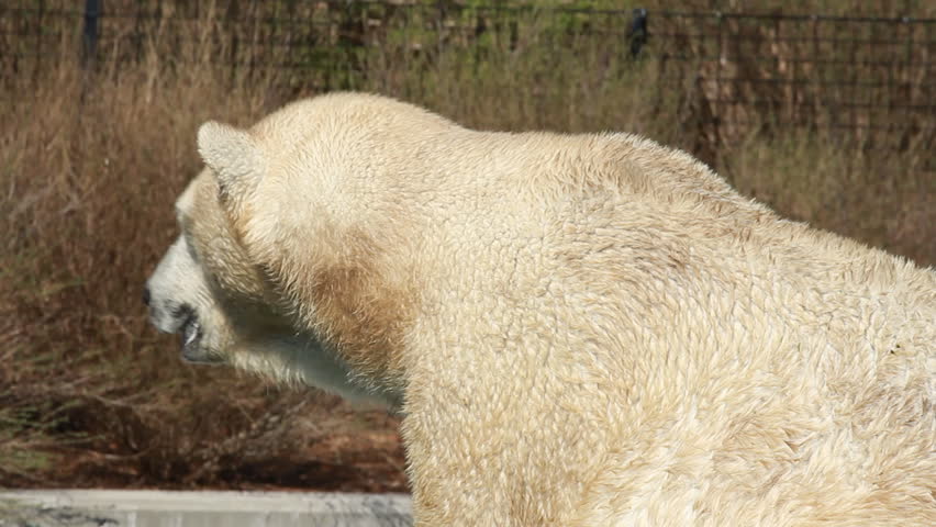 Polar Bear 7. A polar bear at the Toronto Zoo.