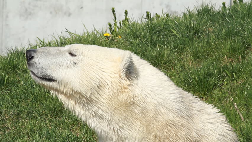 Polar Bear 3. A polar bear at the Toronto Zoo.