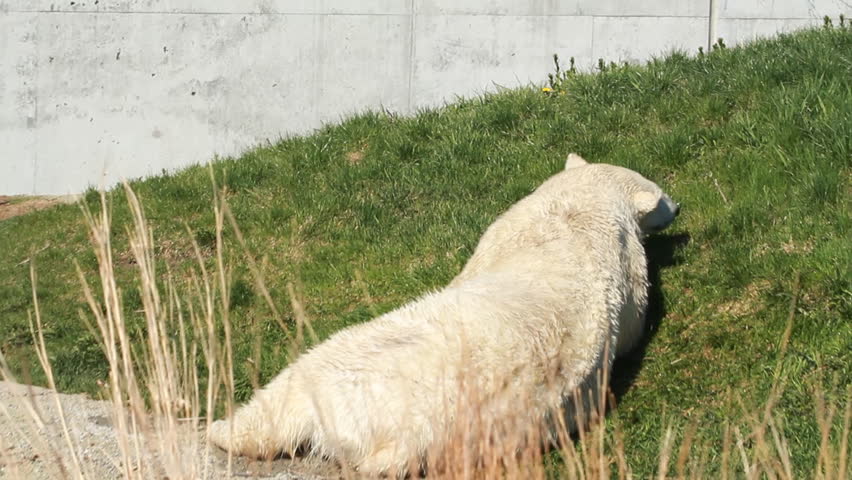 Polar Bear 5. A polar bear scratching its back on the grass at the Toronto Zoo.