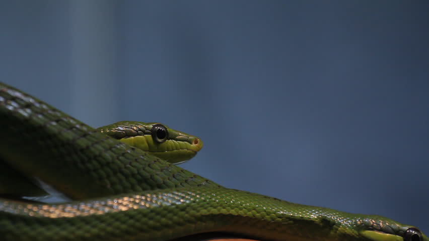 Red-Tailed Green Rat Snake 4. Red-Tailed Green Rat Snakes on exhibit at the