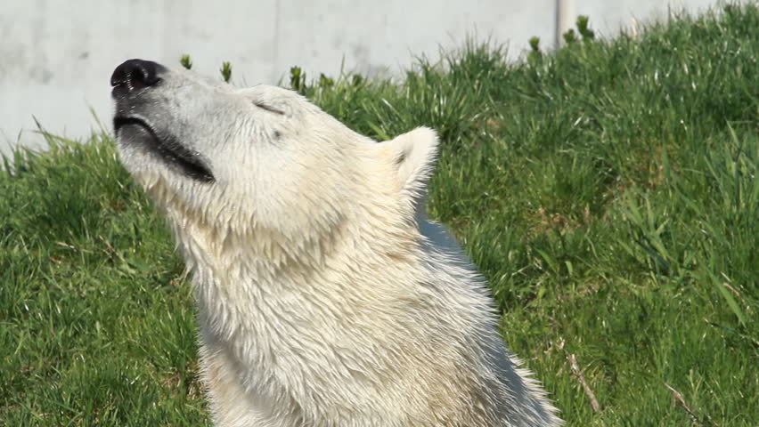 Polar Bear 1. A polar bear sniffing the air at the Toronto Zoo.
