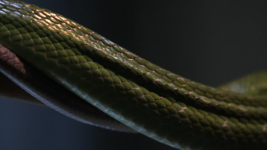 Red-Tailed Green Rat Snake 2. Red-Tailed Green Rat Snakes on exhibit at the