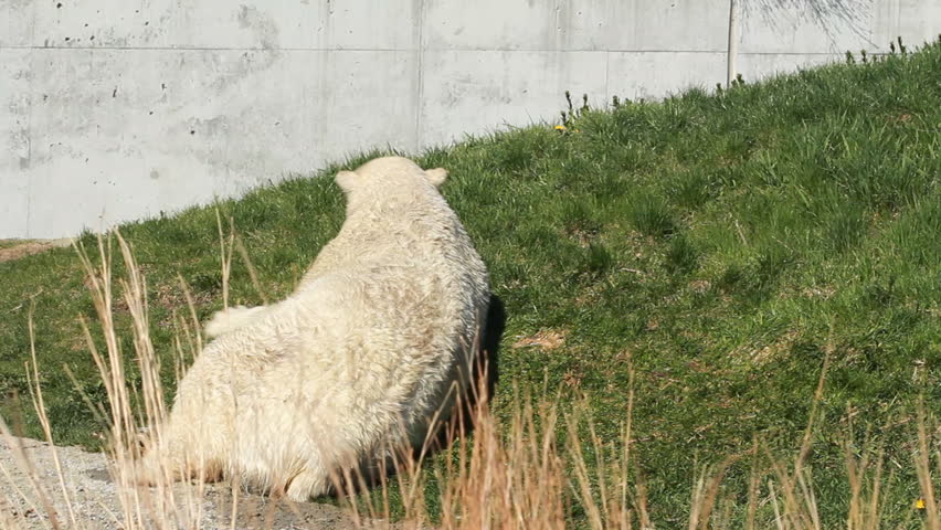 Polar Bear 6. A polar bear scratching its back on the grass and then walking