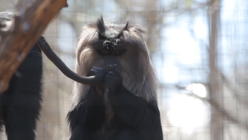 Lion-Tailed Macaque 1. Lion-Tailed Macaque cleaning another ones tail at the