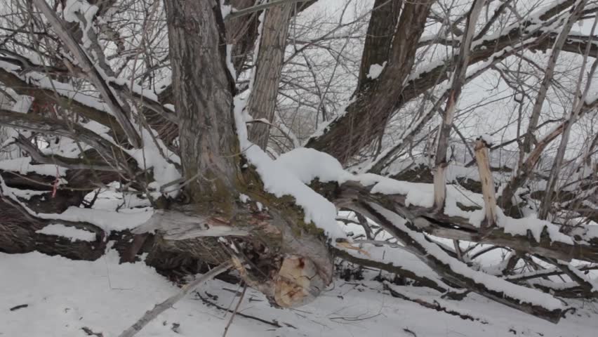A child's rope swing in snow covered trees