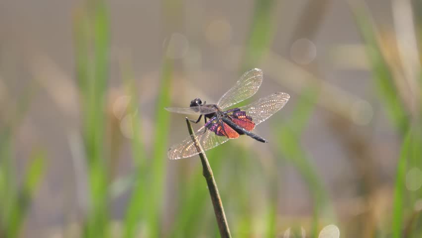 Phantom Flutterer dragonfly with metallic wings sits on stick over water, fighting against the breeze