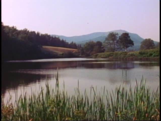 Calm lake, pines and firs, reeds, peaceful nature scene, Acadia National Park