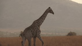 Giraffe walks through grassland against sunset sky, trips and looks back to inspect - Powered by Shutterstock - Get 15% off with code: PIKWIZARD15