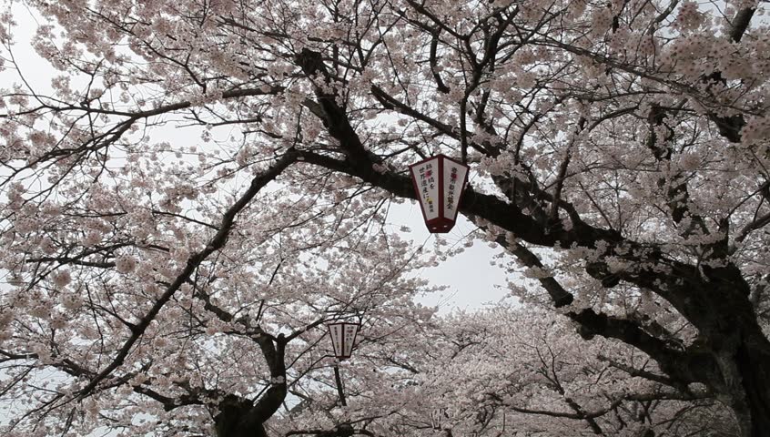 Beautiful Cherry Blossoms Tree Iwakuni 스톡 동영상 비디오(100% 로열티 프리) 3869183 | Shutterstock