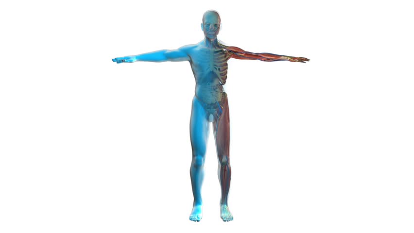 Scan the muscular system, lymphatic system, the internal organs of human Royalty-Free Stock Footage #3869384