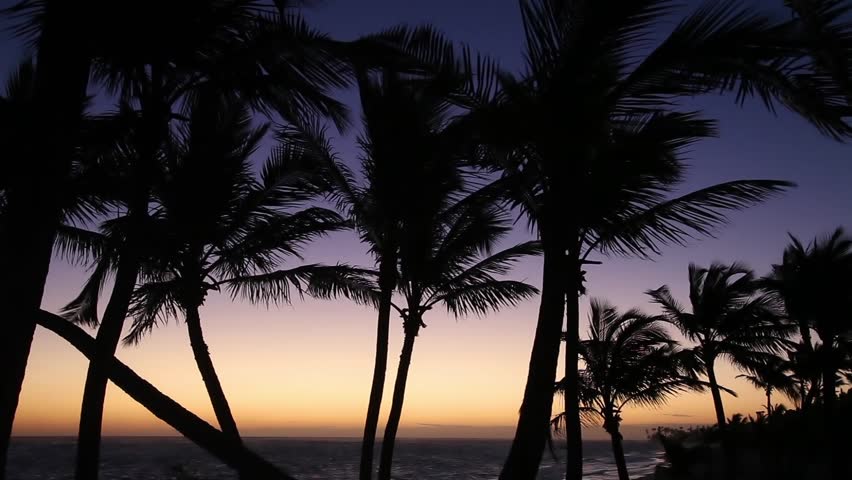 Palm Trees at sunrise