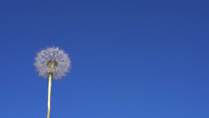 Dandelion seeds flying in the blue sky.