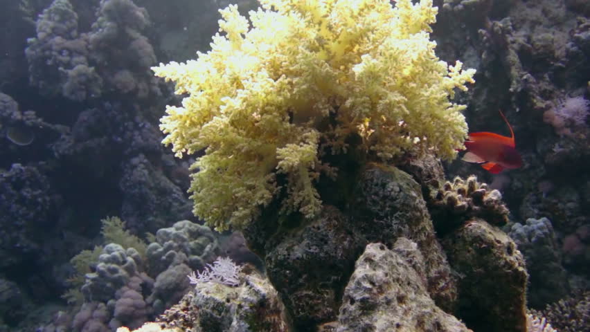 Coral and fish in the Red Sea, Egypt