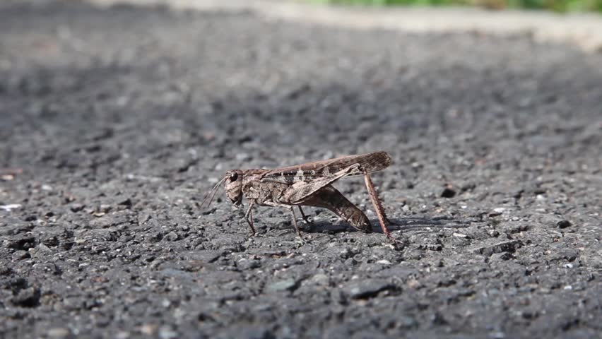 grasshopper on street