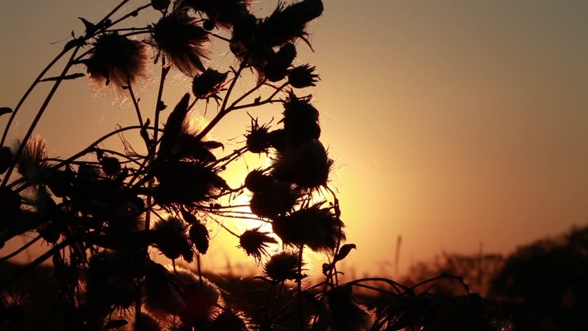 Flower silhouette at sunset 