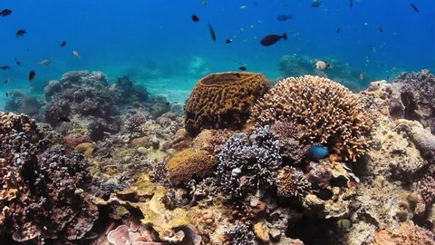 Tropical fish swim around a barrel sponge on a coral reef