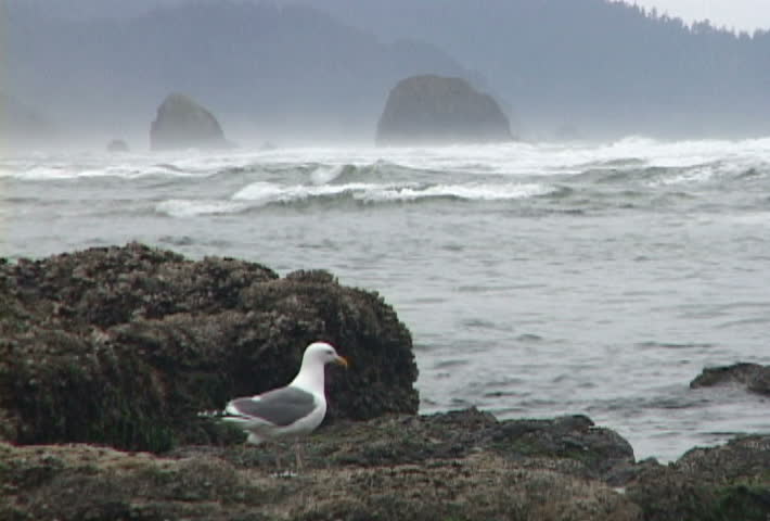 Large Sea Gull in Cannon Beach, Oregon plays around Haystack Rock.