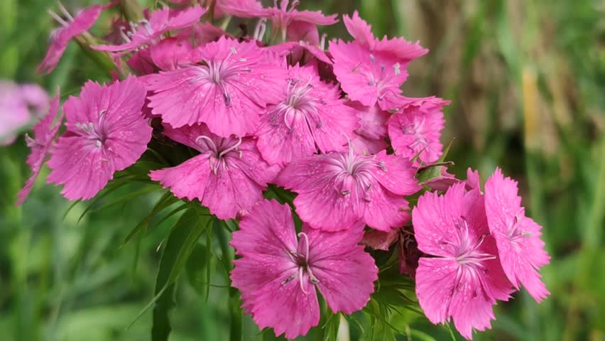 Fresh Turkish carnation blossoms under soft sunlight. Garden bed filled with blooming Sweet William flowers