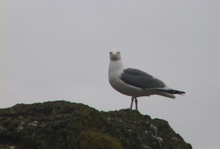Large Sea Gull in Cannon Beach, Oregon at Haystack Rock shows nature's best.