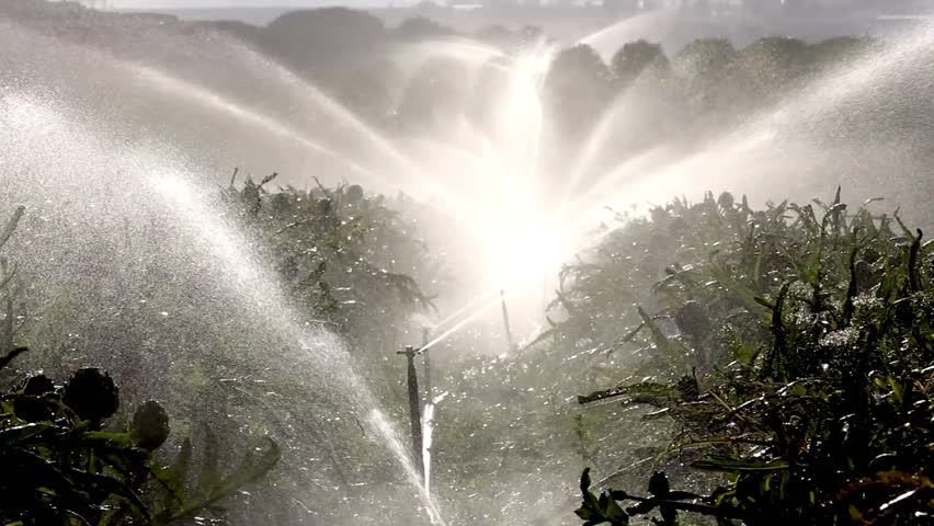 Rotating Sprinklers Irrigate Produce Fields in Salinas Valley, California.