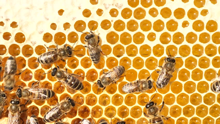 Nectar and honey from meadow and wild flowers. 
The most useful honey. Contains the largest number of components useful for maintaining human health.
