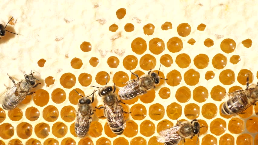 Nectar and honey from meadow and wild flowers. 
The most useful honey. Contains the largest number of components useful for maintaining human health.
