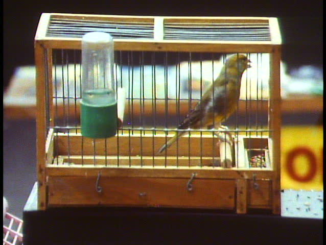 Paris, France, Bird market, close up of parakeet in cage jumping