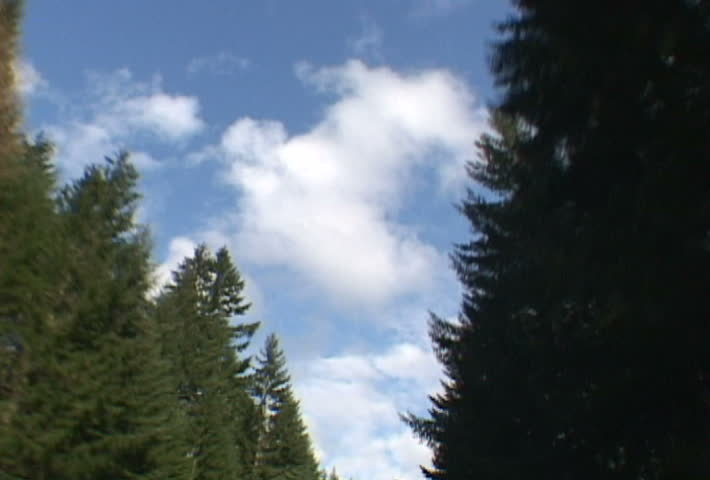 Driving on highway into Oregon forest looking up to sky.