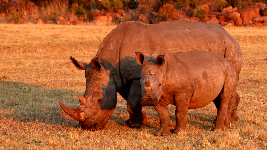 Mother white rhino and calf pair bathed in golden light from African sunset