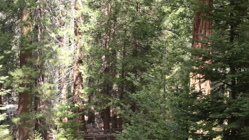 Sequoia National Park Sierra Nevada mountains, California. Established 1890. 404,063 acres. The park famous for giant sequoia trees, including the General Sherman tree, the largest tree on Earth. 