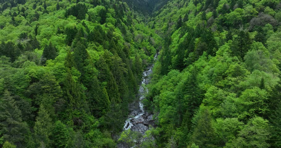 Aerial footage of beautiful high altitude forest landscape