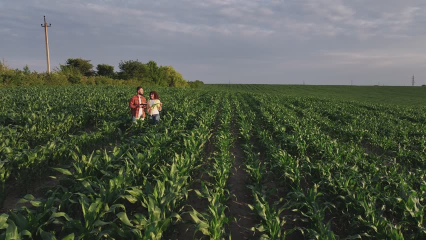 Standing, conception of quality control. Man and woman are on the corn agricultural field.