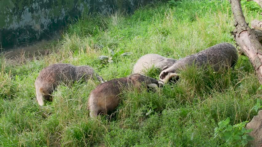 Group of Badgers Foraging For Food in the Grass