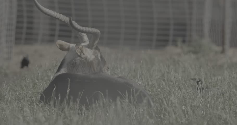 A stunning horned animal relaxing in field of vibrant green grass.