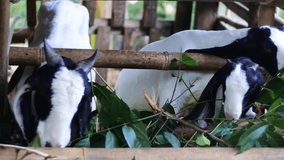 Three black and white goats are eating green leaves inside a wooden pen. The goats chew eagerly, showing a close-up view of their natural farm life in Indonesia. - Powered by Shutterstock - Get 15% off with code: PIKWIZARD15
