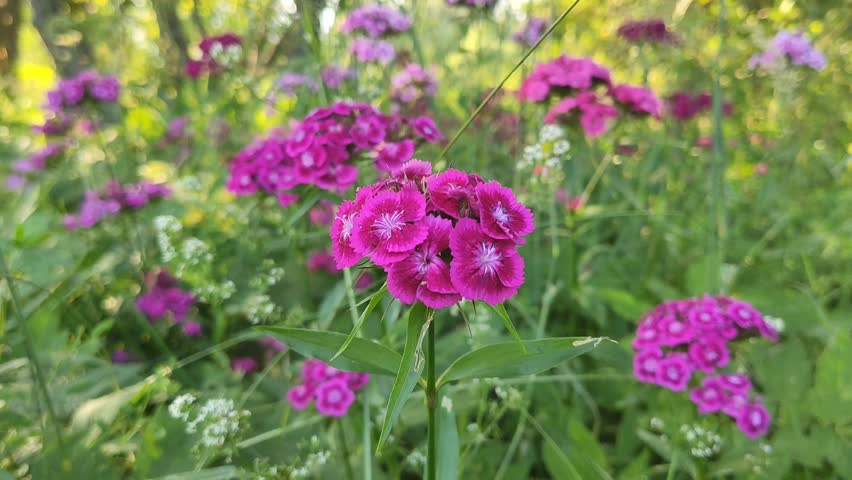 Fresh Turkish carnation blossoms under soft sunlight. Garden bed filled with blooming Sweet William flowers