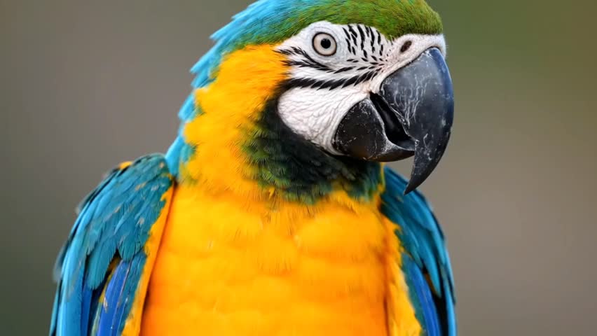 Close-Up of a Blue-and-Yellow Macaw Parrot in Stunning Detail
