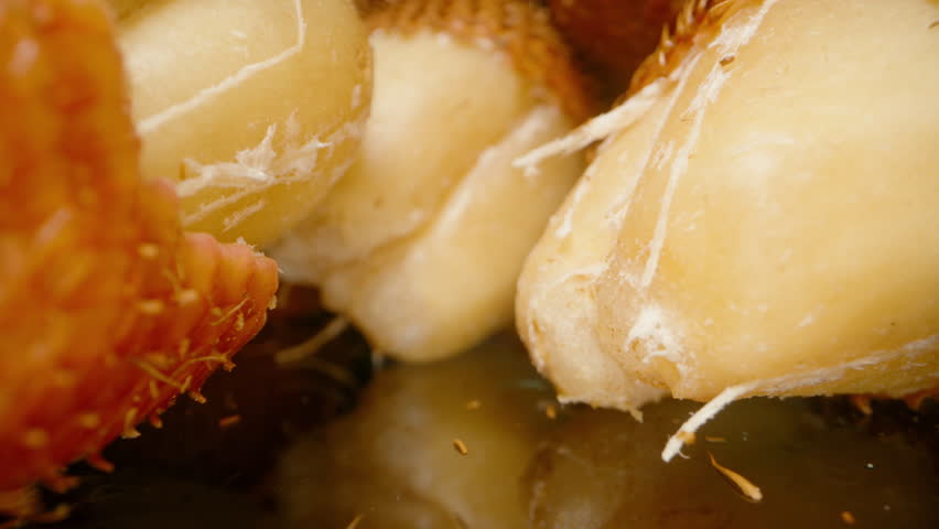 Closeup dolly slider shows peeled salak fruits revealing yellowish edible flesh on black reflective surface, Skin and Flesh Contrast Concept.