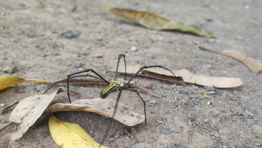 Spider crawling on ground with some scattered leaves around.