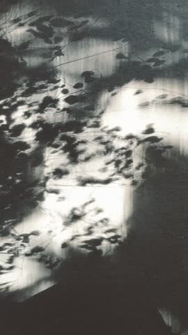 Weathered planks with scattered leaf shadows in daylight.