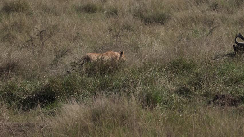 Lion hunting wildebeest in the Maasai Mara during the great migration in Africa 