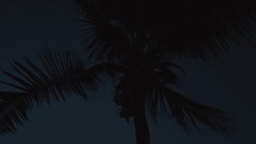 Two Nighttime Cocktails with Lemon and Mint on a Wicker Table under a Palm Tree by the Ocean, Close Up with Warm Lighting, Tropical Evening Relaxation Concept. - Powered by Shutterstock - Get 15% off with code: PIKWIZARD15