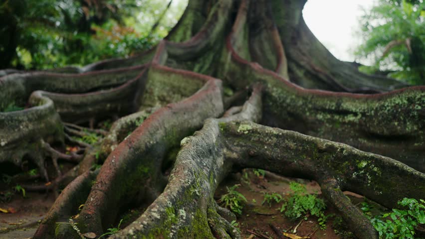 A detailed close-up shot of massive tree roots sprawling across the forest floor. The image conveys strength, nature, and the intricate beauty of the natural world. Close-Up of Massive Tree Roots